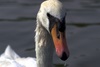 swan