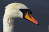 swan