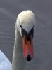 swan
