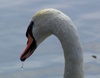 swan